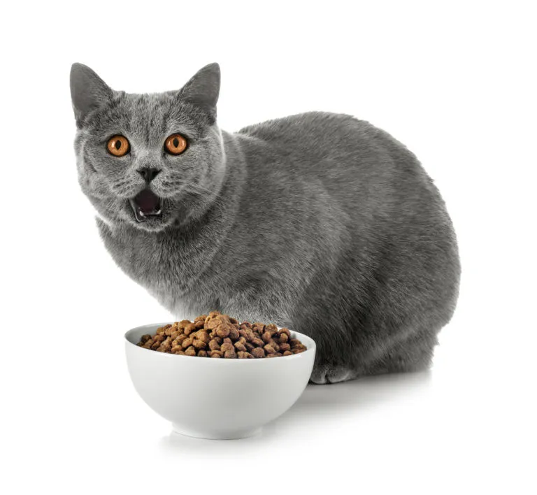alimentation du British Shorthair croquettes et British Shorthair