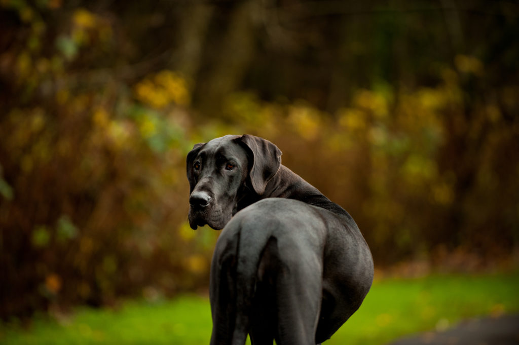 Dogue allemand noir Dogue allemand noir