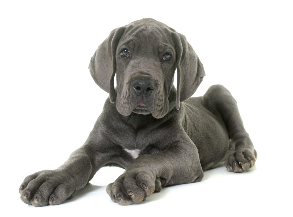 chiot dogue allemand