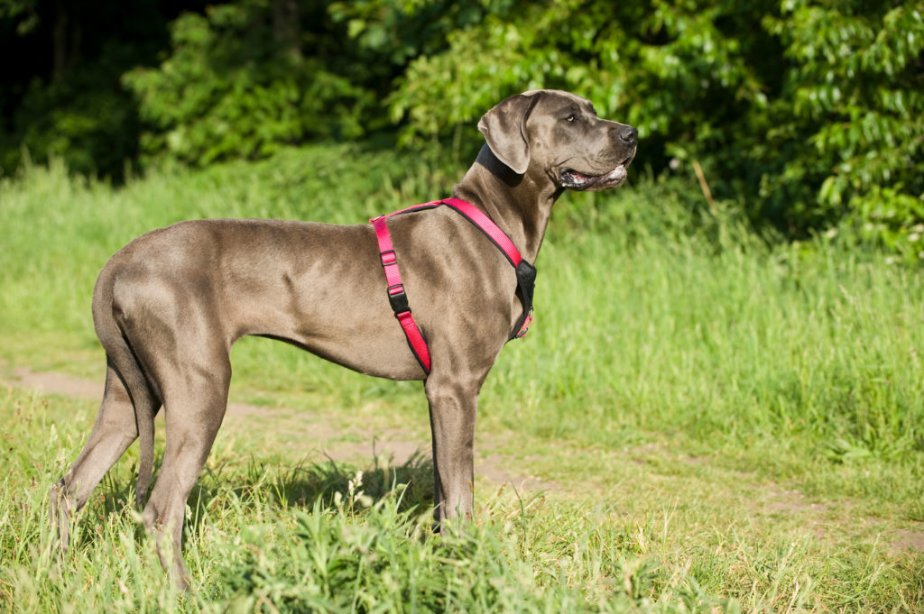 Dogue allemand