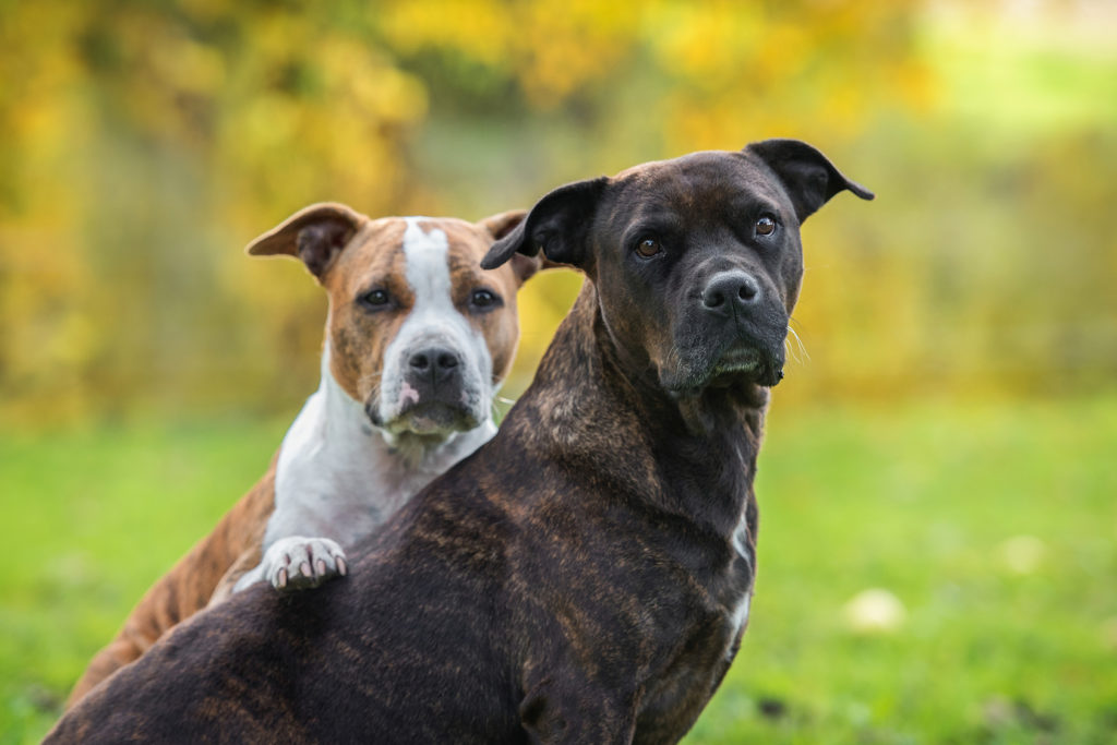 American staffordshire apparence