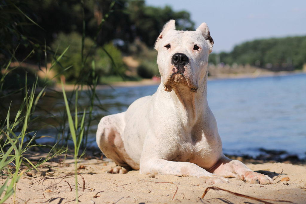 dogue argentin
