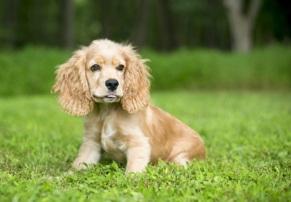 Un chiot cocker spaniel