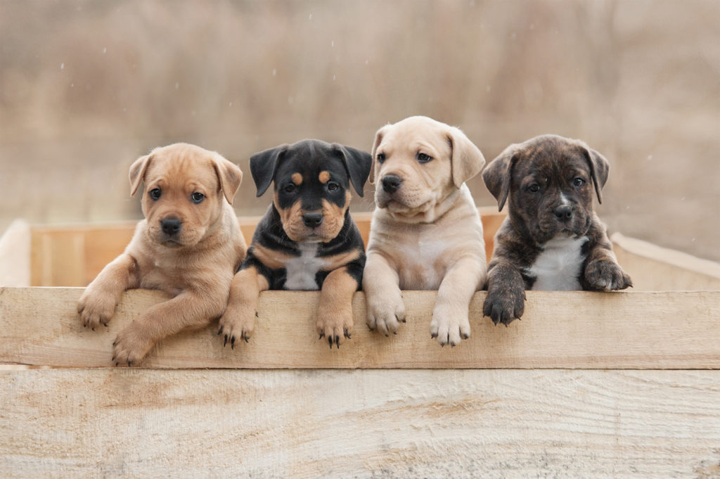 American Staffordshire Terrier Caractère éducation Et