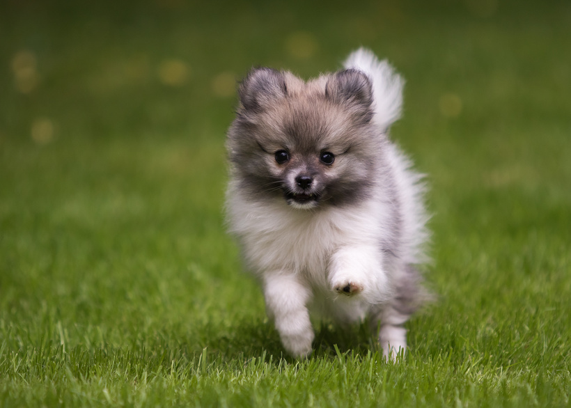 Spitz Nain Loulou De Poméranie Caractère Santé Soins