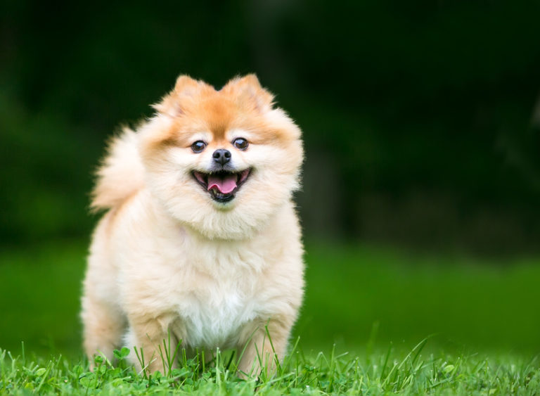 Spitz nain (loulou de Poméranie) caractère, santé, prix zooplus