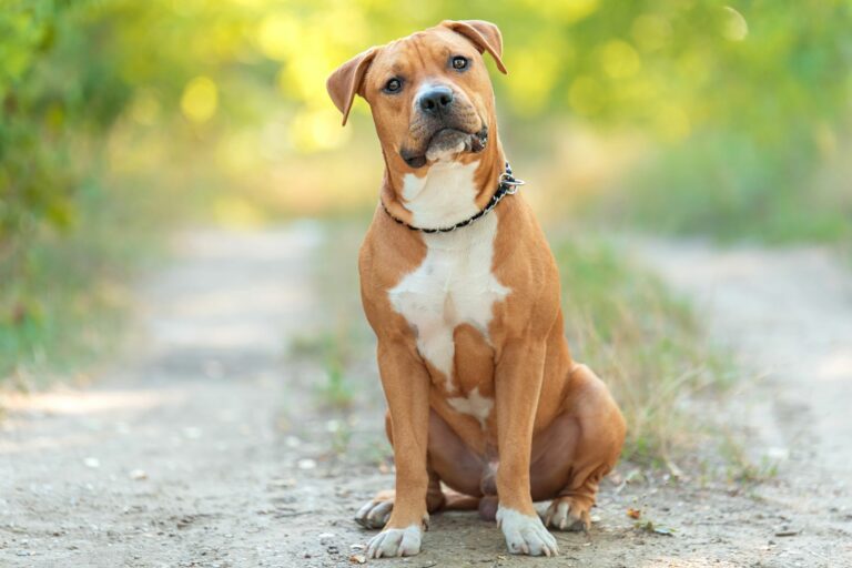 American Staffordshire Terrier