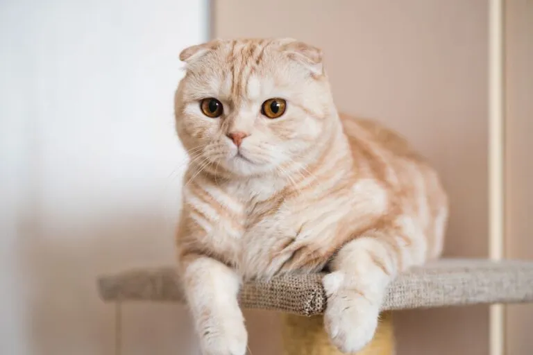 Un Scottish Fold est allongé sur un arbre à chat Un Scottish Fold est allongé sur un arbre à chat