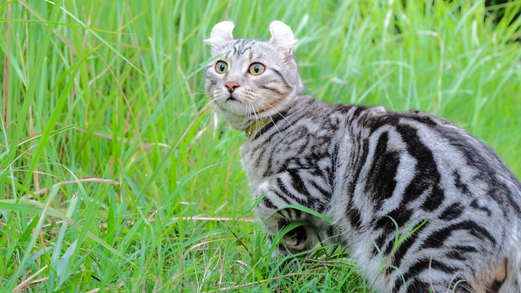 American Curl American Curl