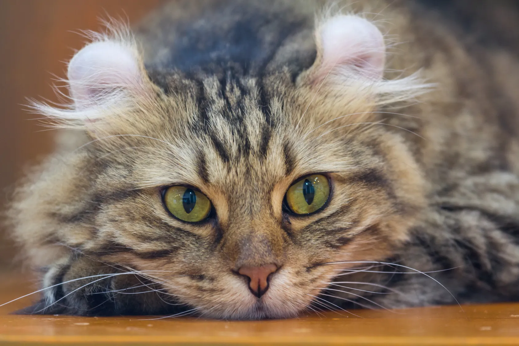 American Curl American Curl