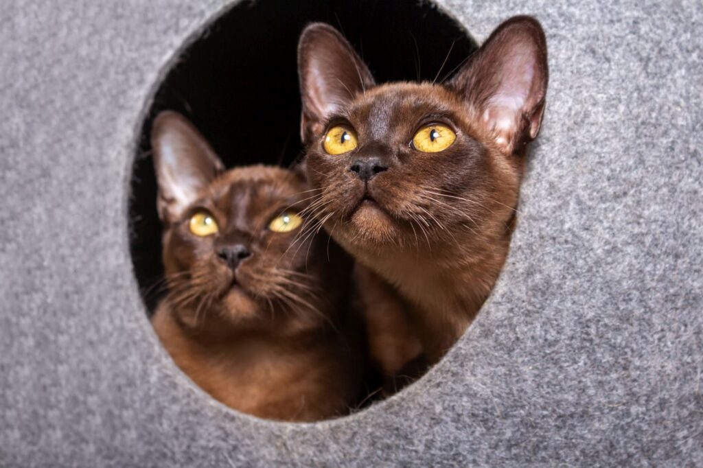 burmese adoption burmese