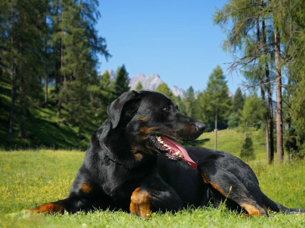 Beauceron Berger De Beauce Caracteristiques Magazine Zooplus