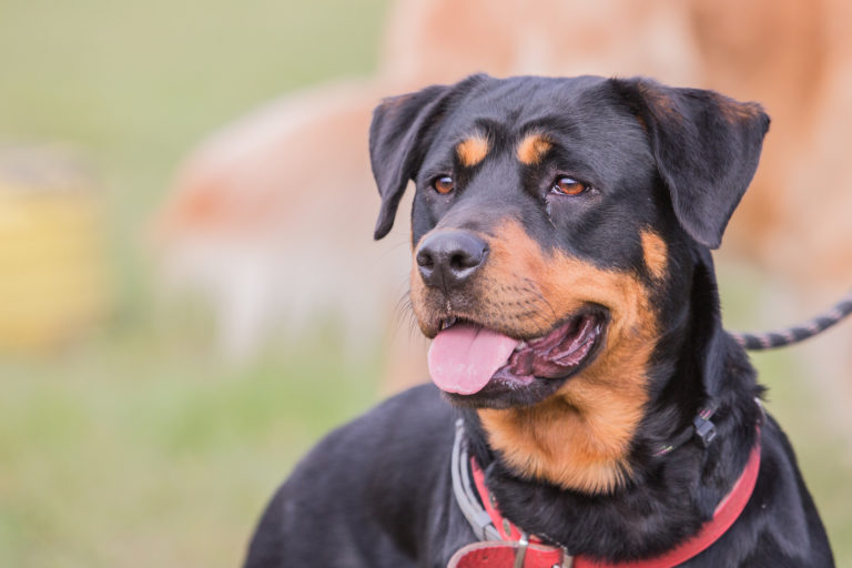 Beauceron Berger De Beauce Caractéristiques Histoire