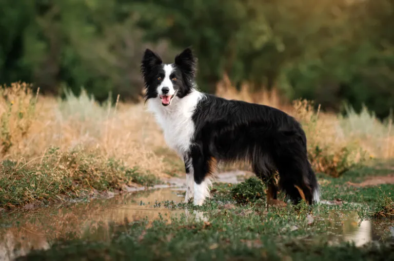 Un Border Collie dans un chemin agricole