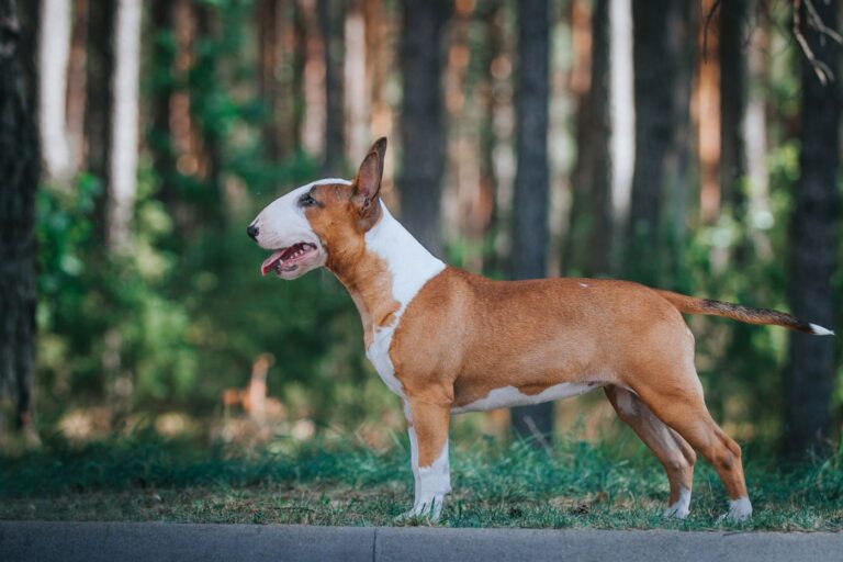 bull terrier de profil