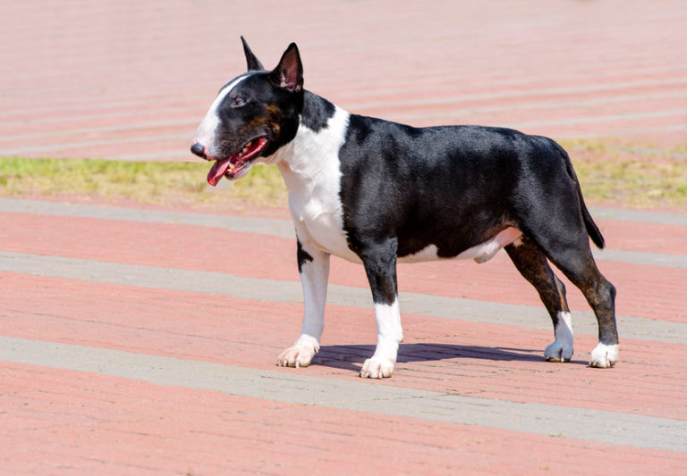 Bull Terrier Bull Terrier