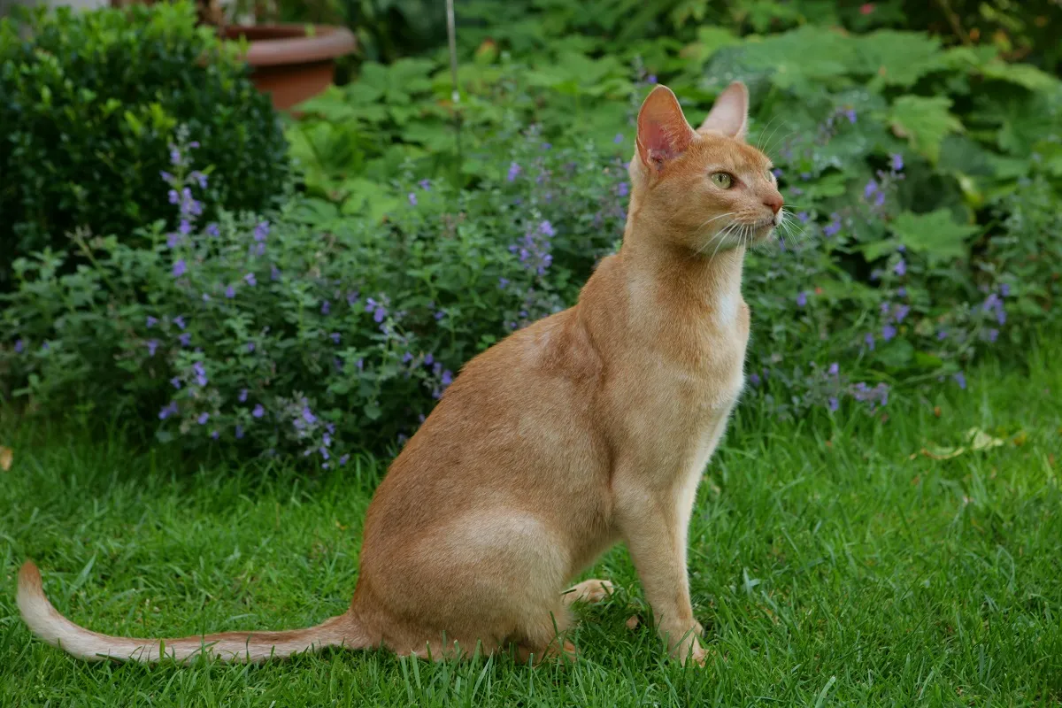 chat abyssin chat abyssin assis dans l'herbe