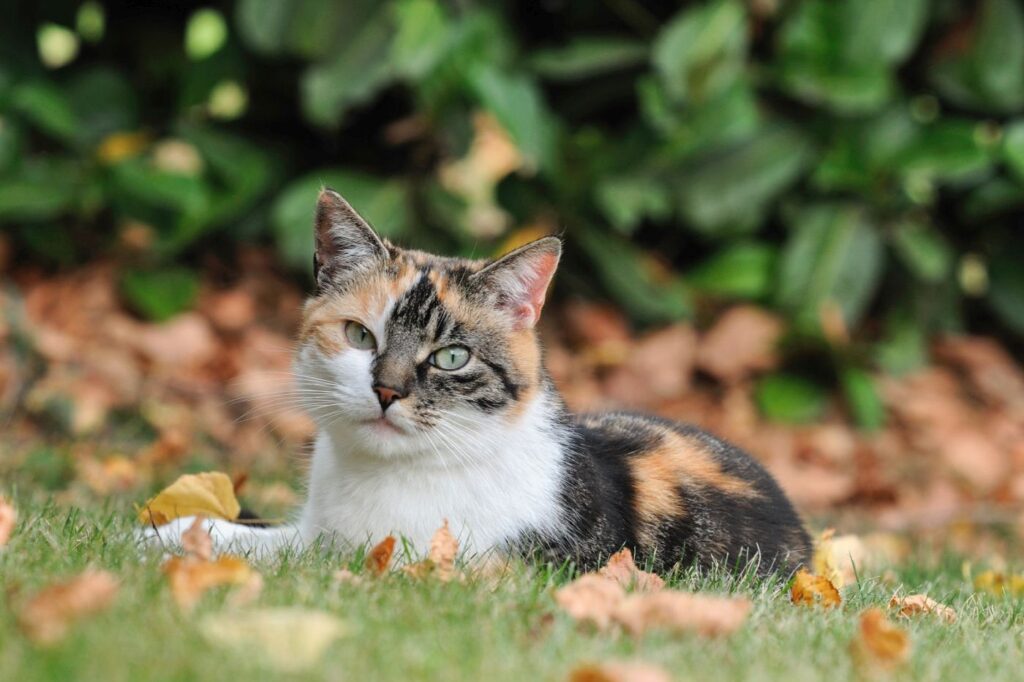 chat européen écaille de tortue couché dans l'herbe