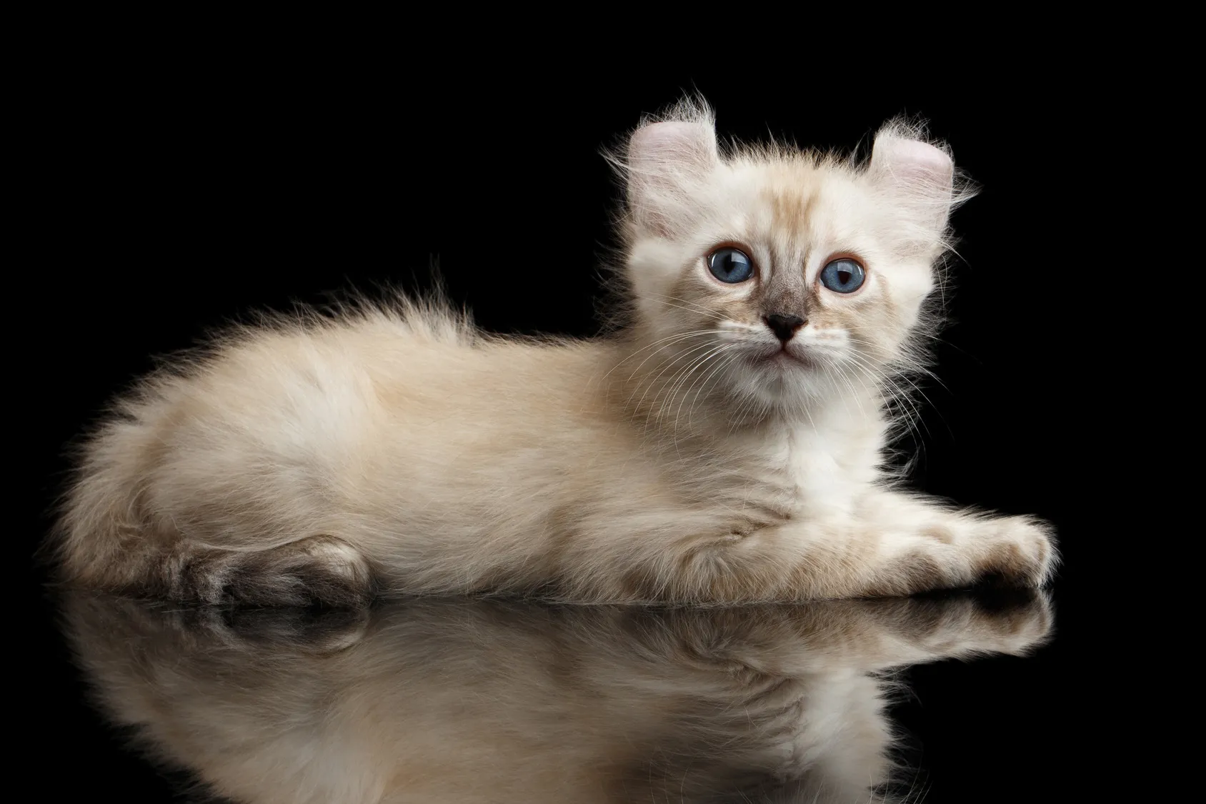 chaton american curl chaton american curl