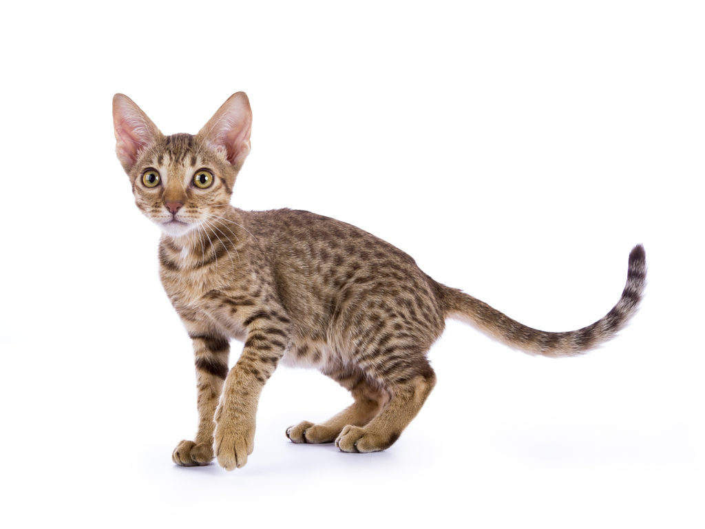 chaton ocicat chaton ocicat