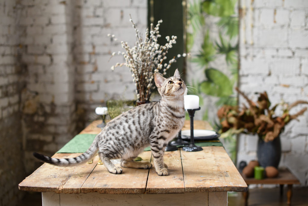 chaton savannah assis sur une table