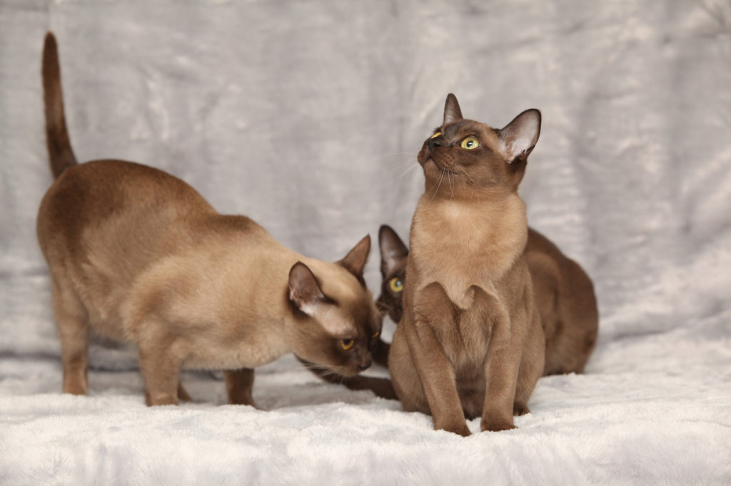 chaton burmese