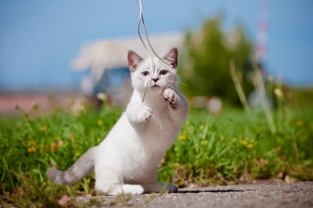 chaton munchkin joueur