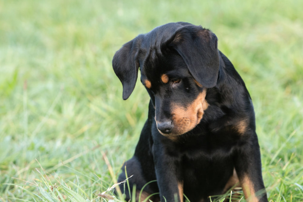 Beauceron Berger De Beauce Caracteristiques Magazine Zooplus