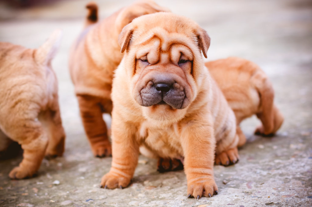 Shar Pei Dog Breeds All You Need To Know Before Adopting This Pet  