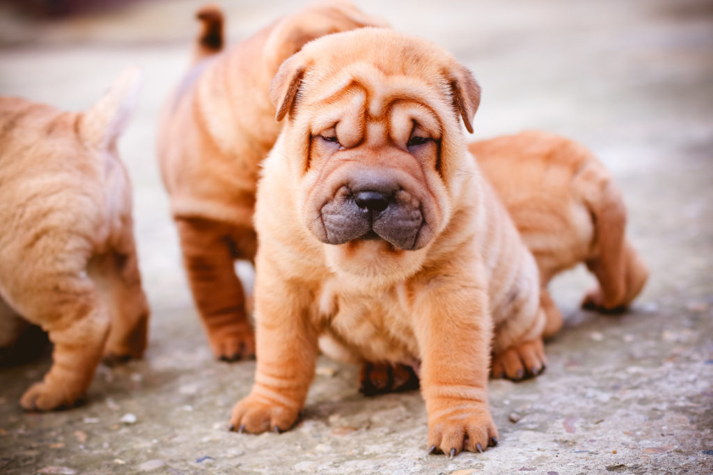 manteau pour shar pei