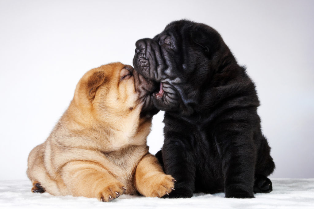 chiots shar pei