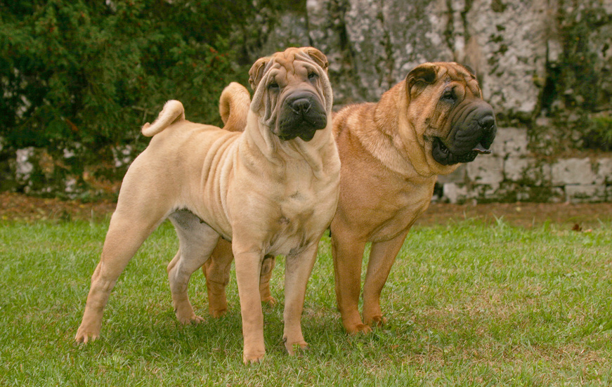 deux shar pei adultes debouts dans l'herbe