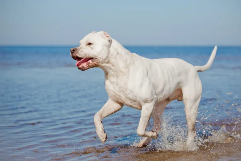 dogue argentin
