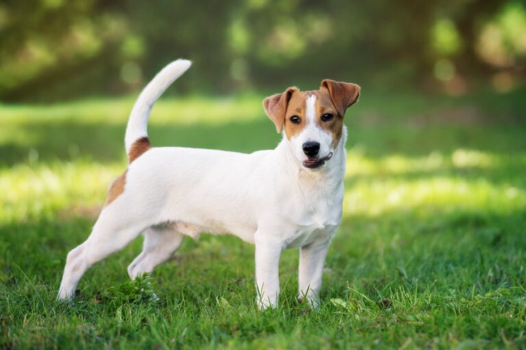 jack russell terrier debout dans l'herbe