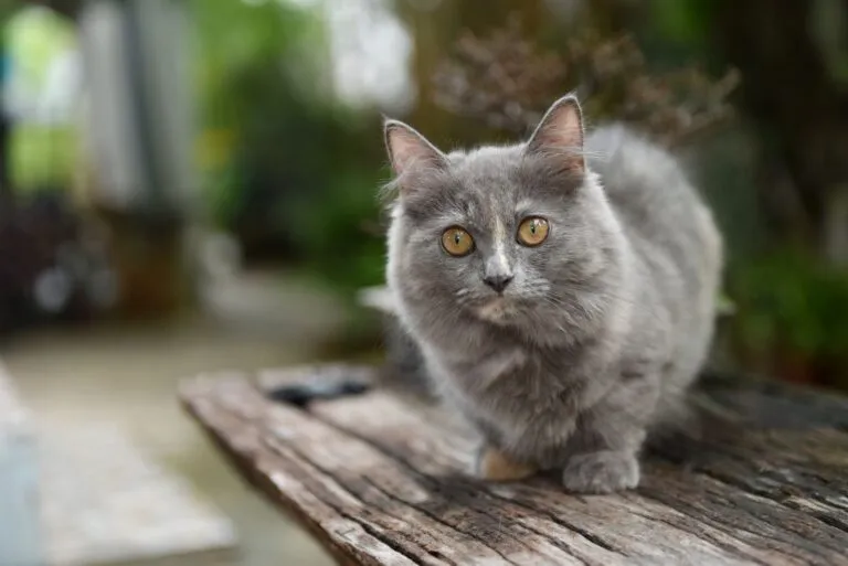Munchkin gris chat de race munchkin