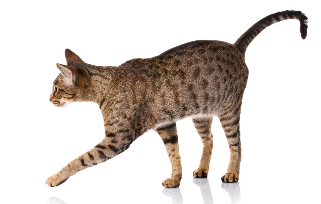 ocicat ocicat