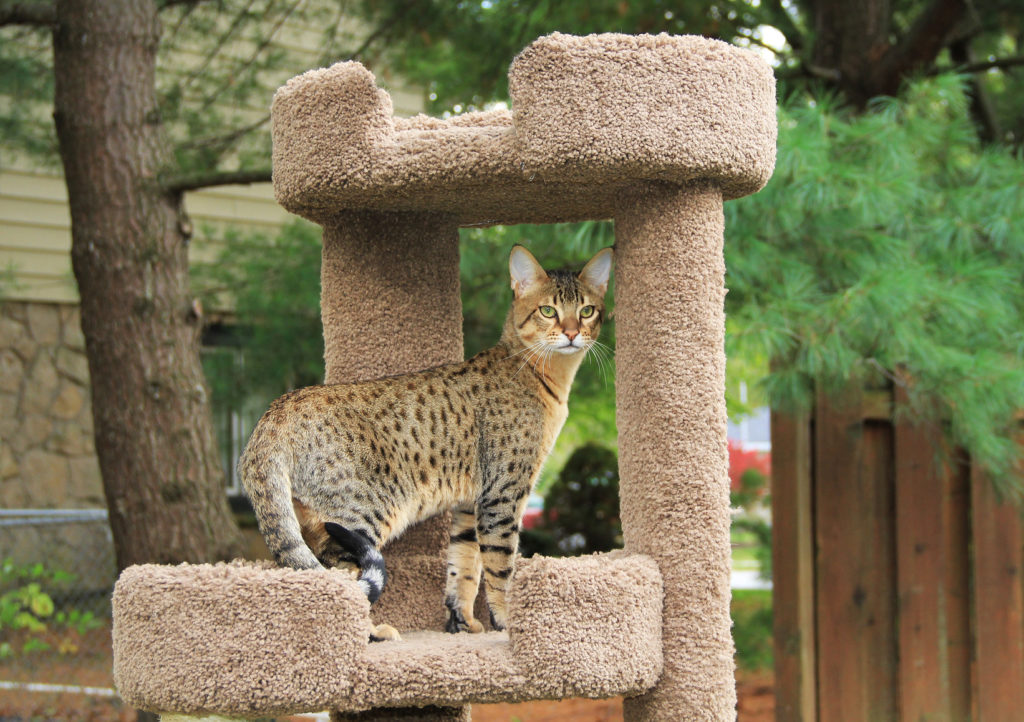 Savannah