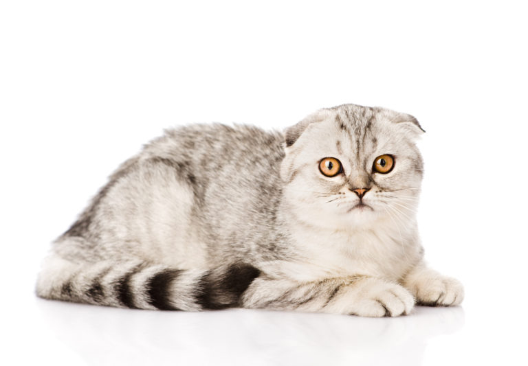 scottish fold