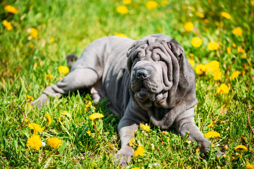 shar pei bleu