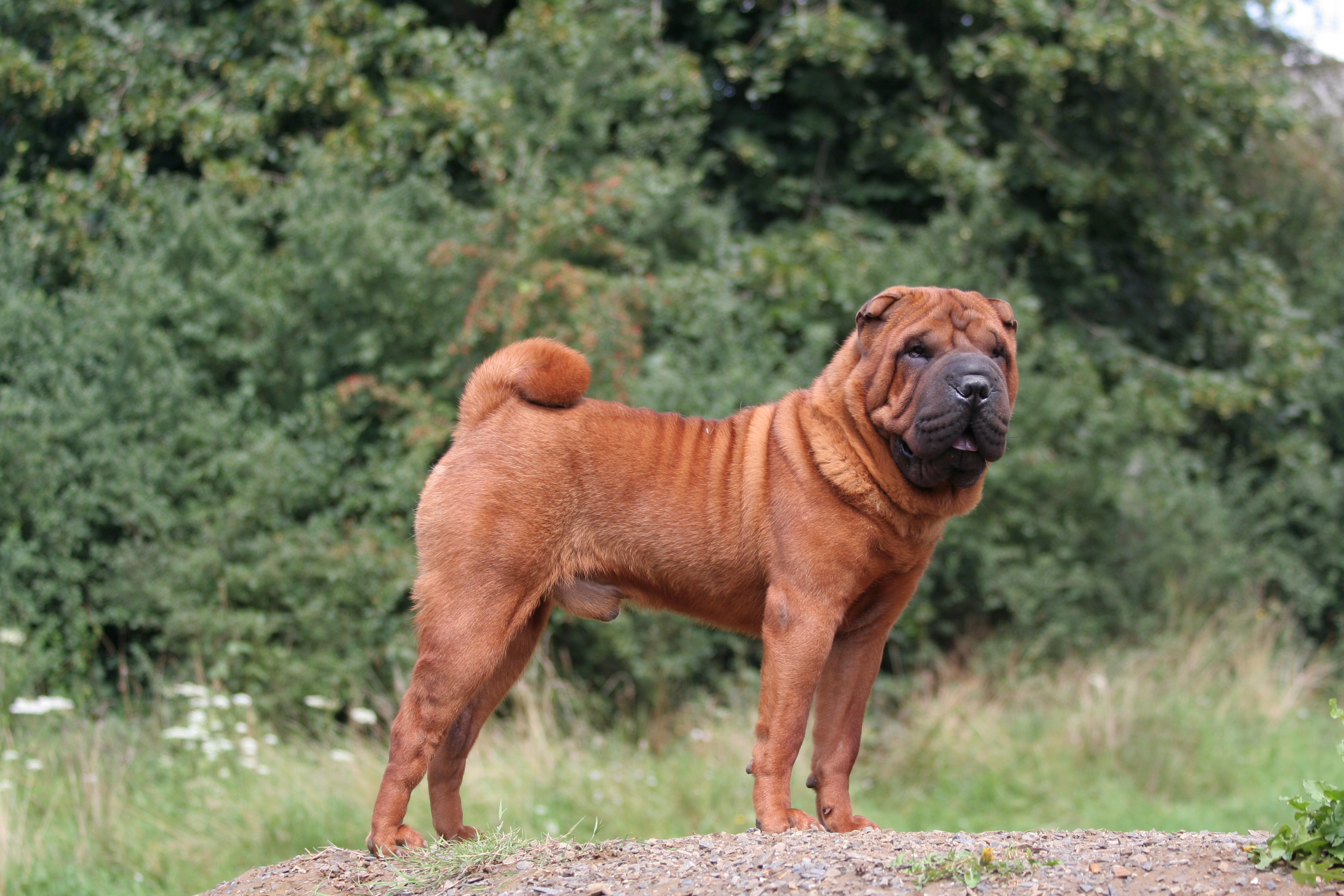 manteau pour shar pei