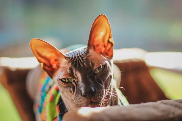 sphynx sphynx