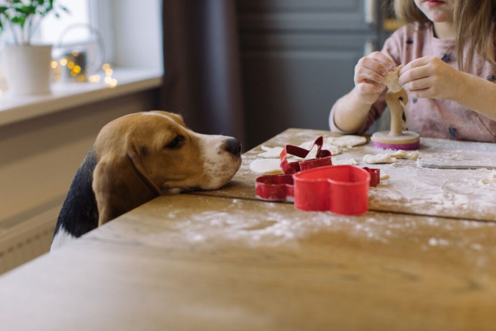 chien biscuits noel chien devant biscuits de noel