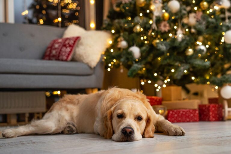 golden retriever sous sapin de noel chien sous sapin de noel