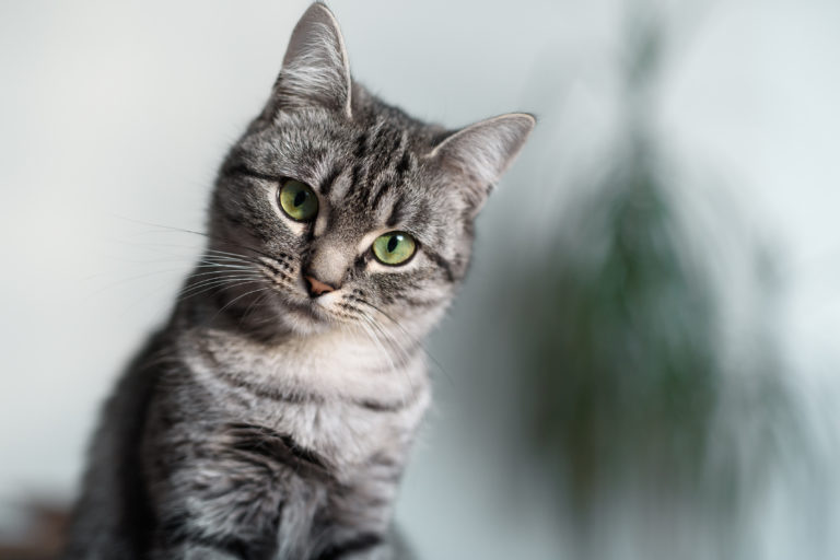 American Shorthair Silver Tabby