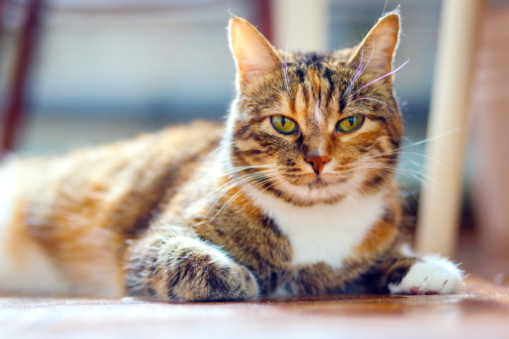 Chat Mâle Américain à Poil Dur Se Reposant En Regardant La Caméra