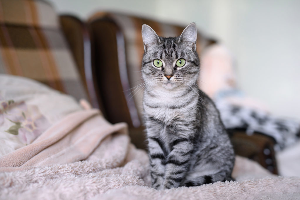 American Shorthair Silver Tabby