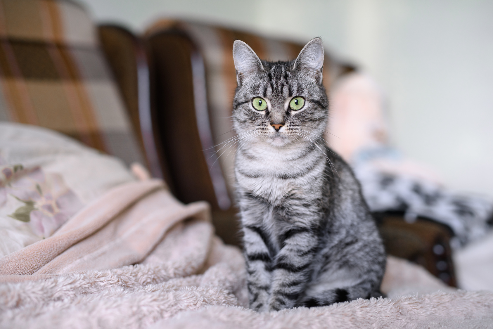 American Shorthair Silver Tabby American Shorthair Silver Tabby