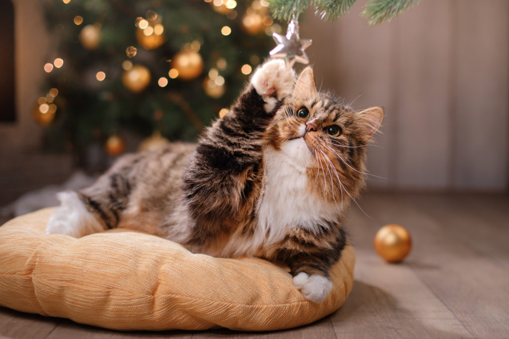 Chat qui joue avec le sapin de Noël