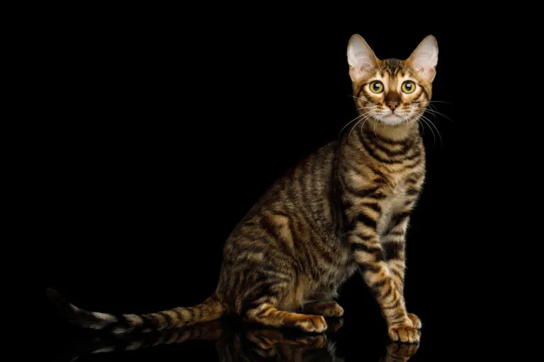 Toyger Toyger