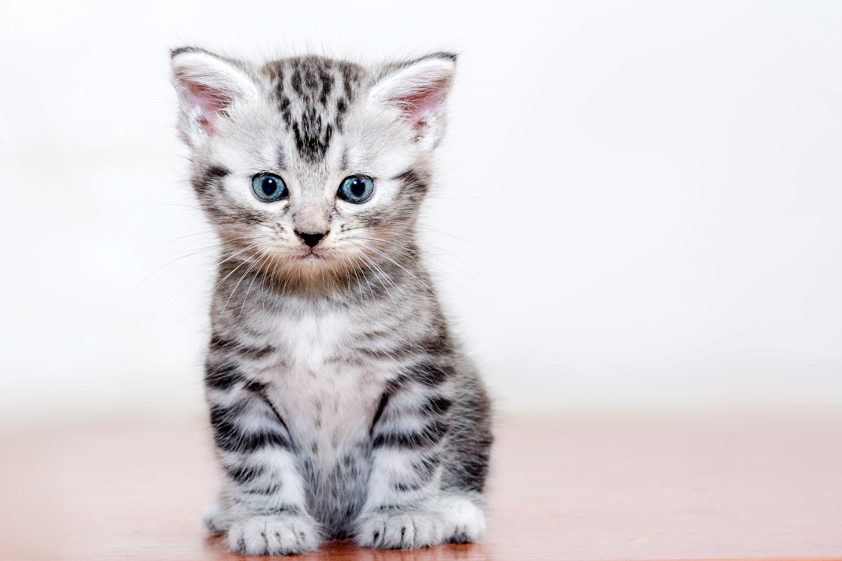 Chaton American Shorthair Chaton American Shorthair